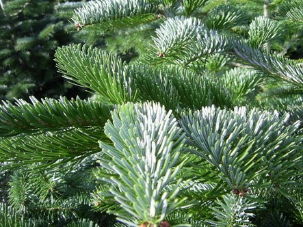 afbeelding van een nordmann kerstboom