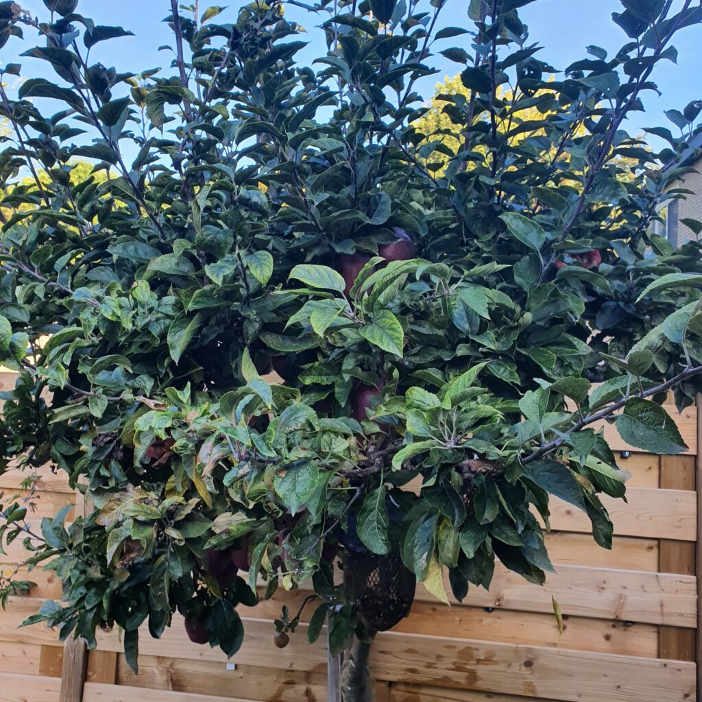De appelboom in oma's tuin